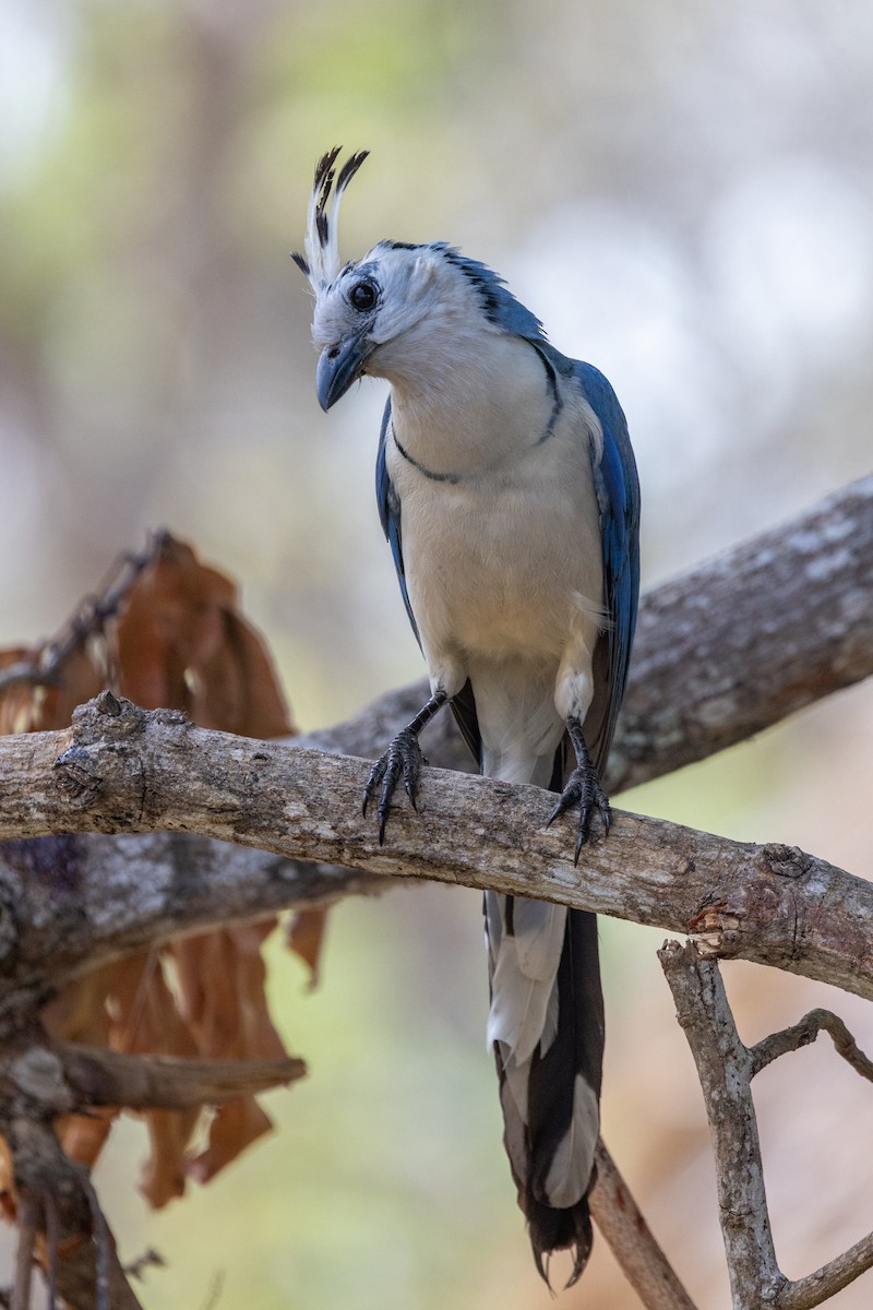 White-throated Magpie-Jay - ML620849831