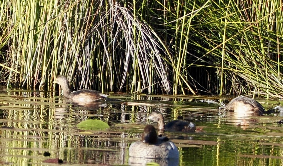 Australasian Grebe - Cheryl Cooper