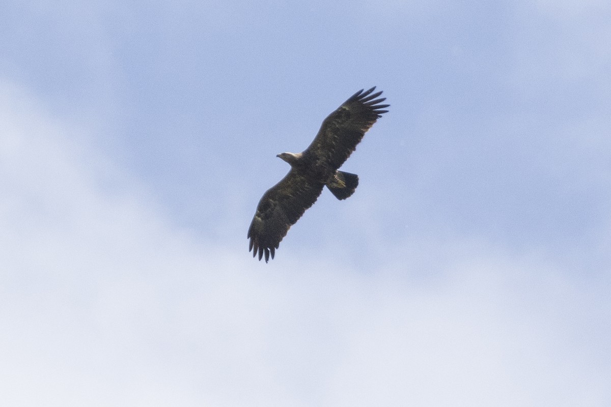 Lesser Spotted Eagle - ML620849839