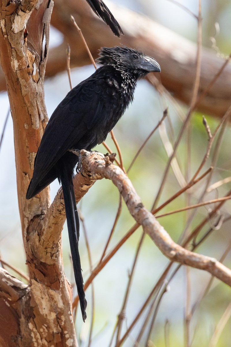 Groove-billed Ani - ML620849850