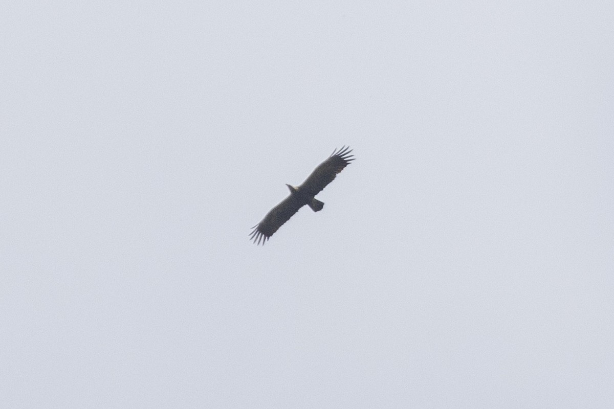 Lesser/Greater Spotted Eagle - ML620849868