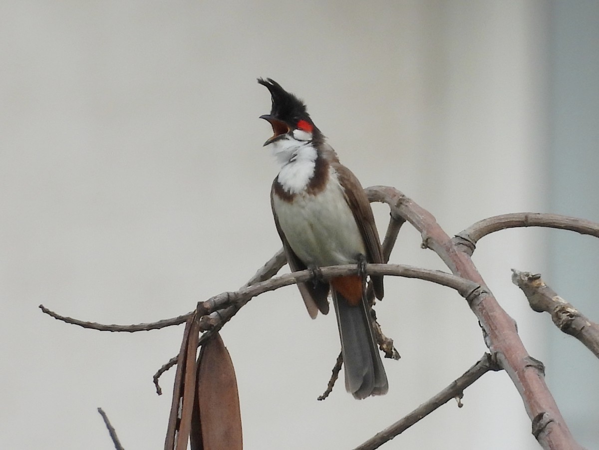 Red-whiskered Bulbul - ML620849902