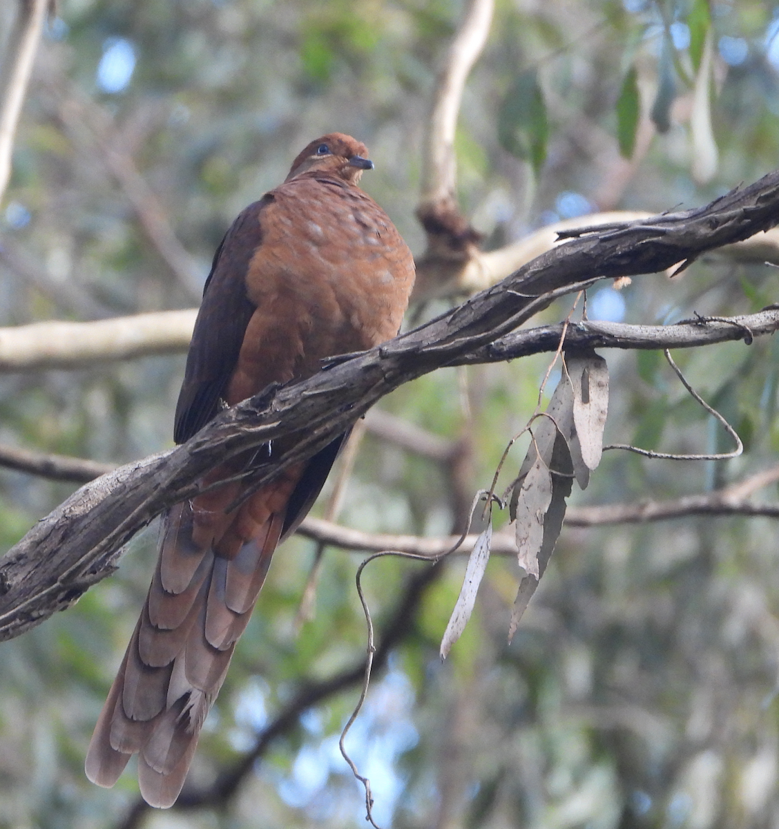 Brown Cuckoo-Dove - ML620849907