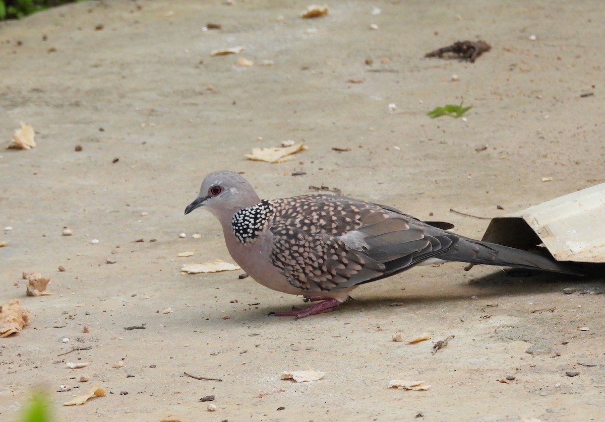 Spotted Dove - ML620849908