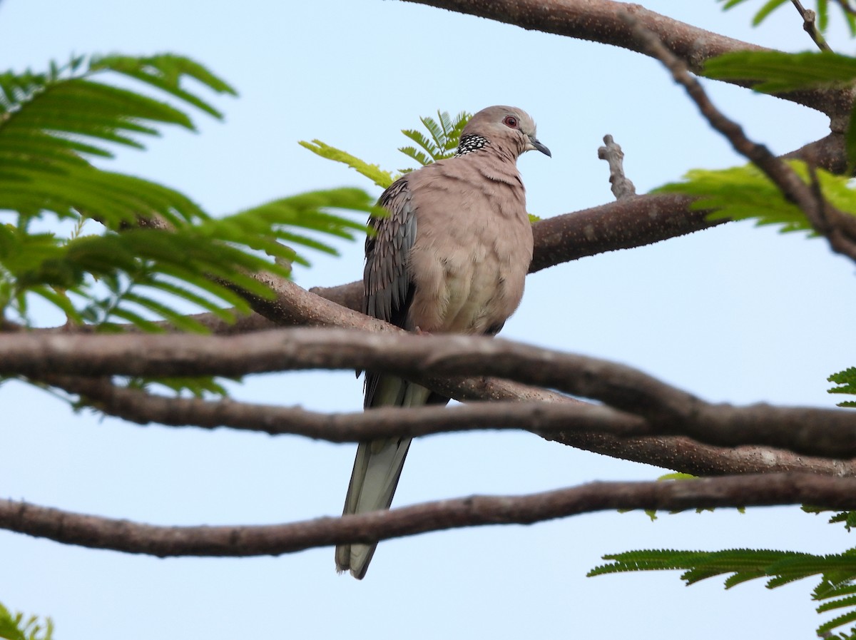 Spotted Dove - ML620849909