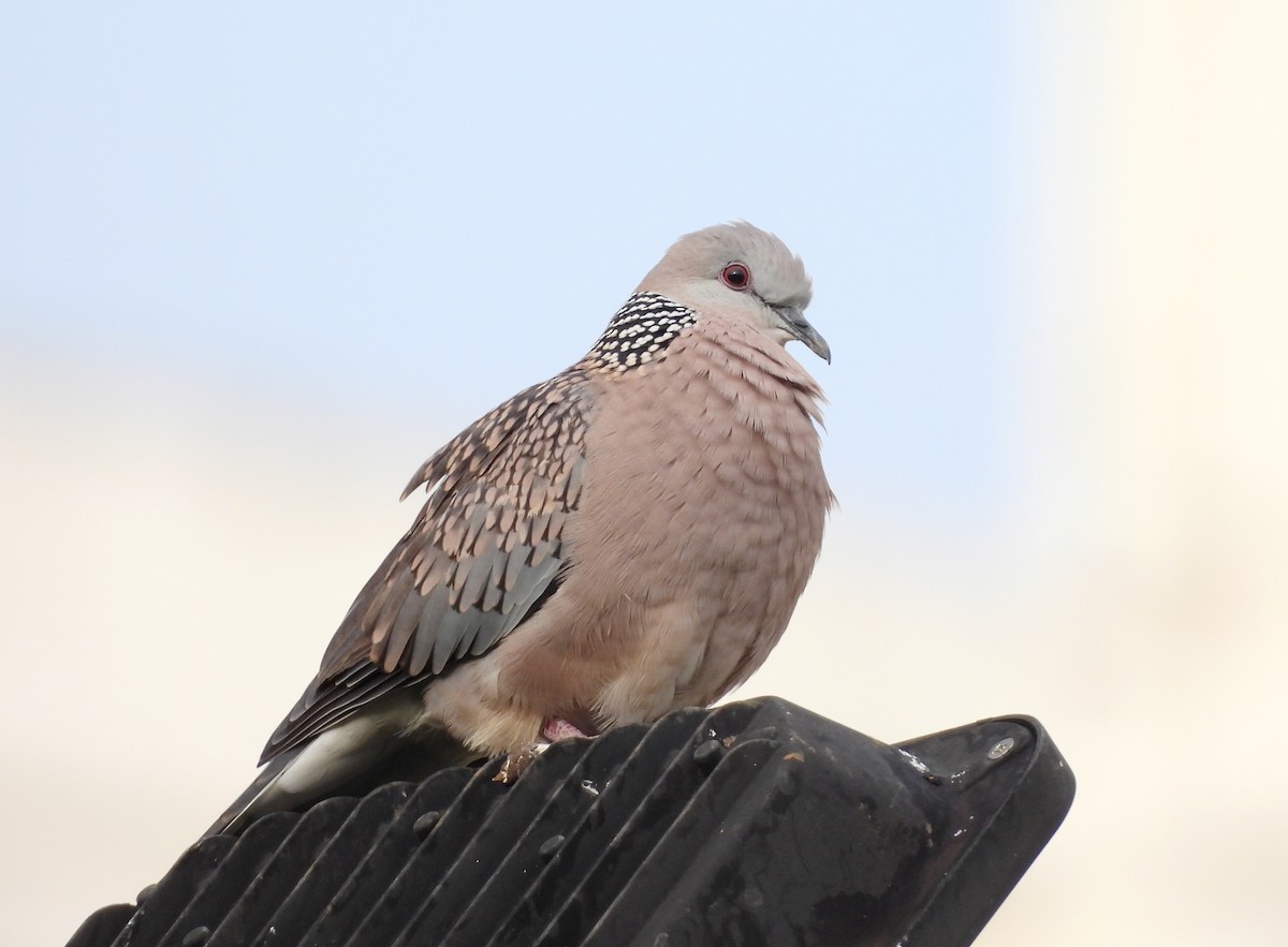 Spotted Dove - ML620849910