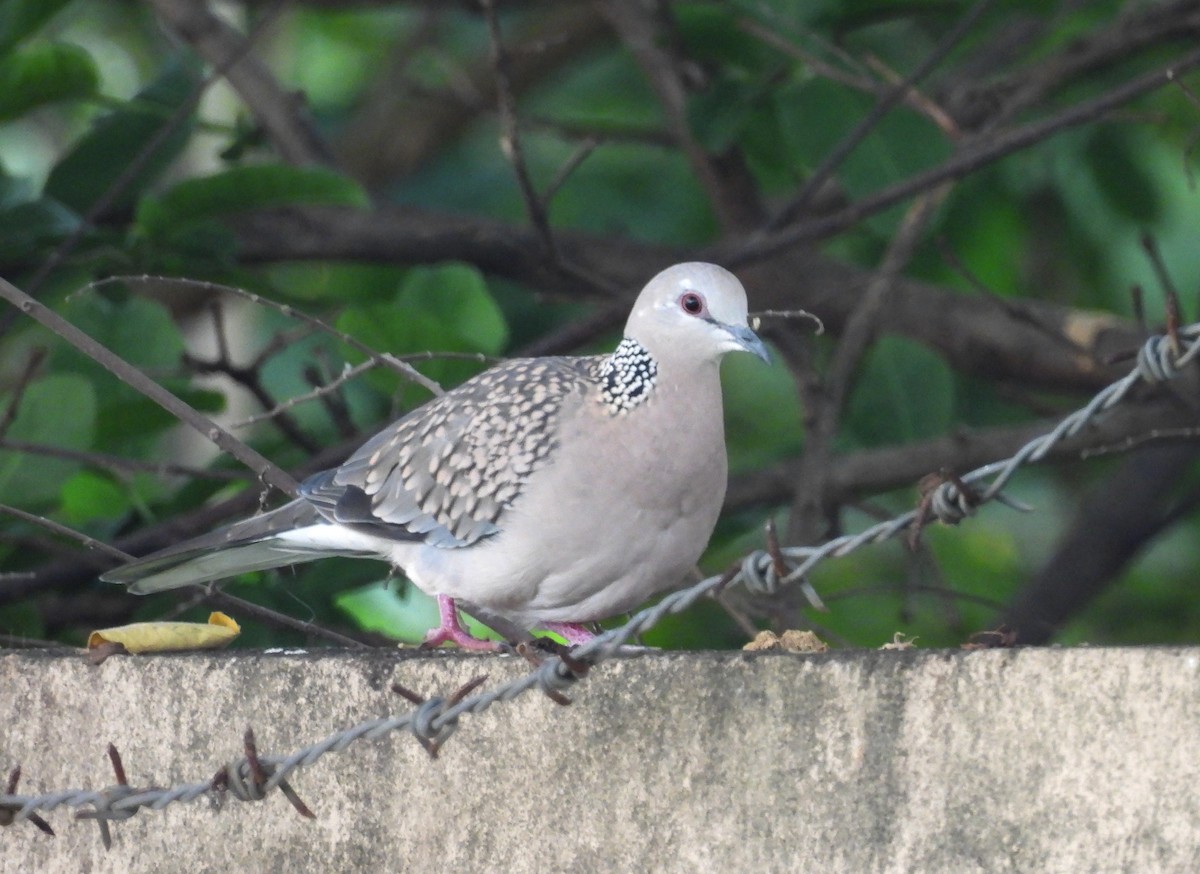 Spotted Dove - ML620849911