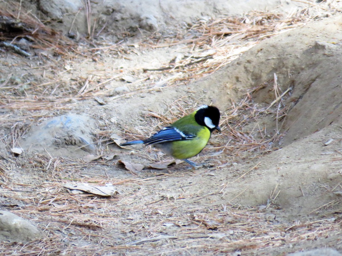 Green-backed Tit - ML620849926