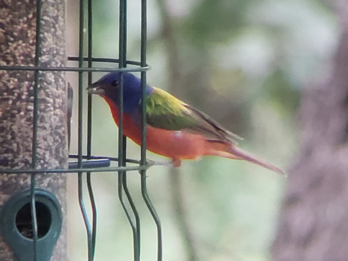 Painted Bunting - ML620849977