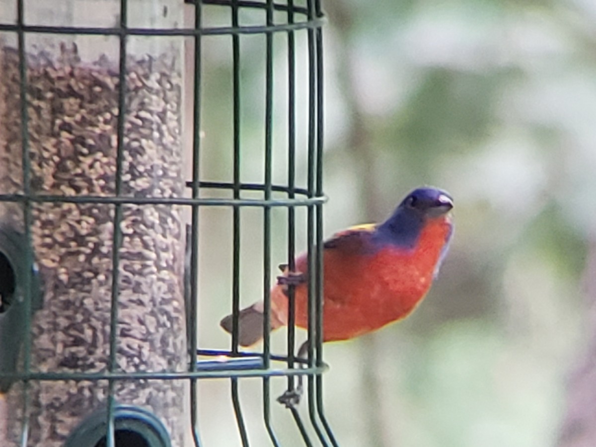 Painted Bunting - ML620849979
