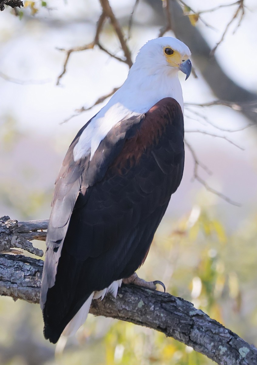 African Fish-Eagle - ML620850011