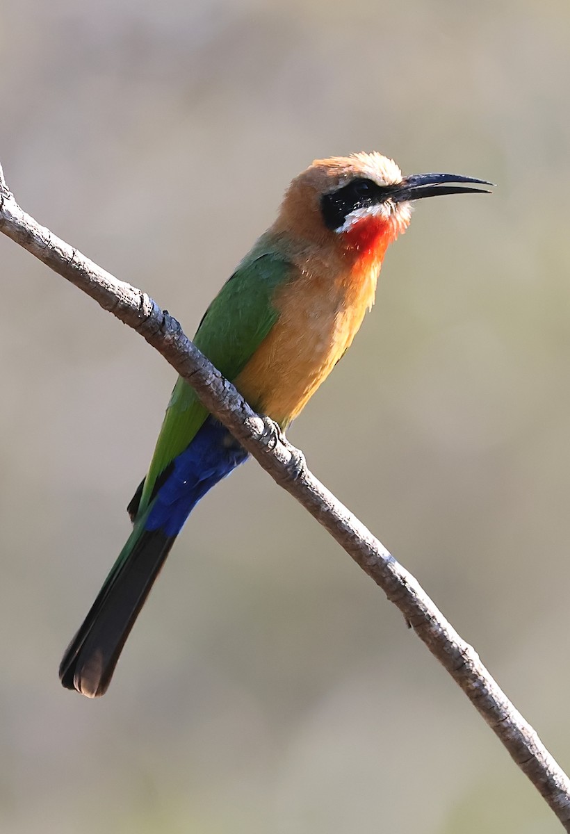 White-fronted Bee-eater - ML620850013