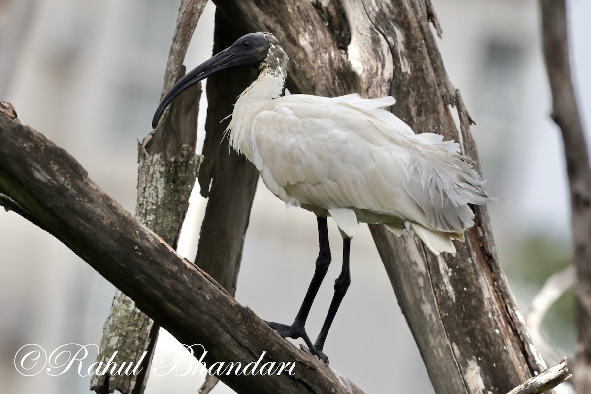 Black-headed Ibis - ML620850014