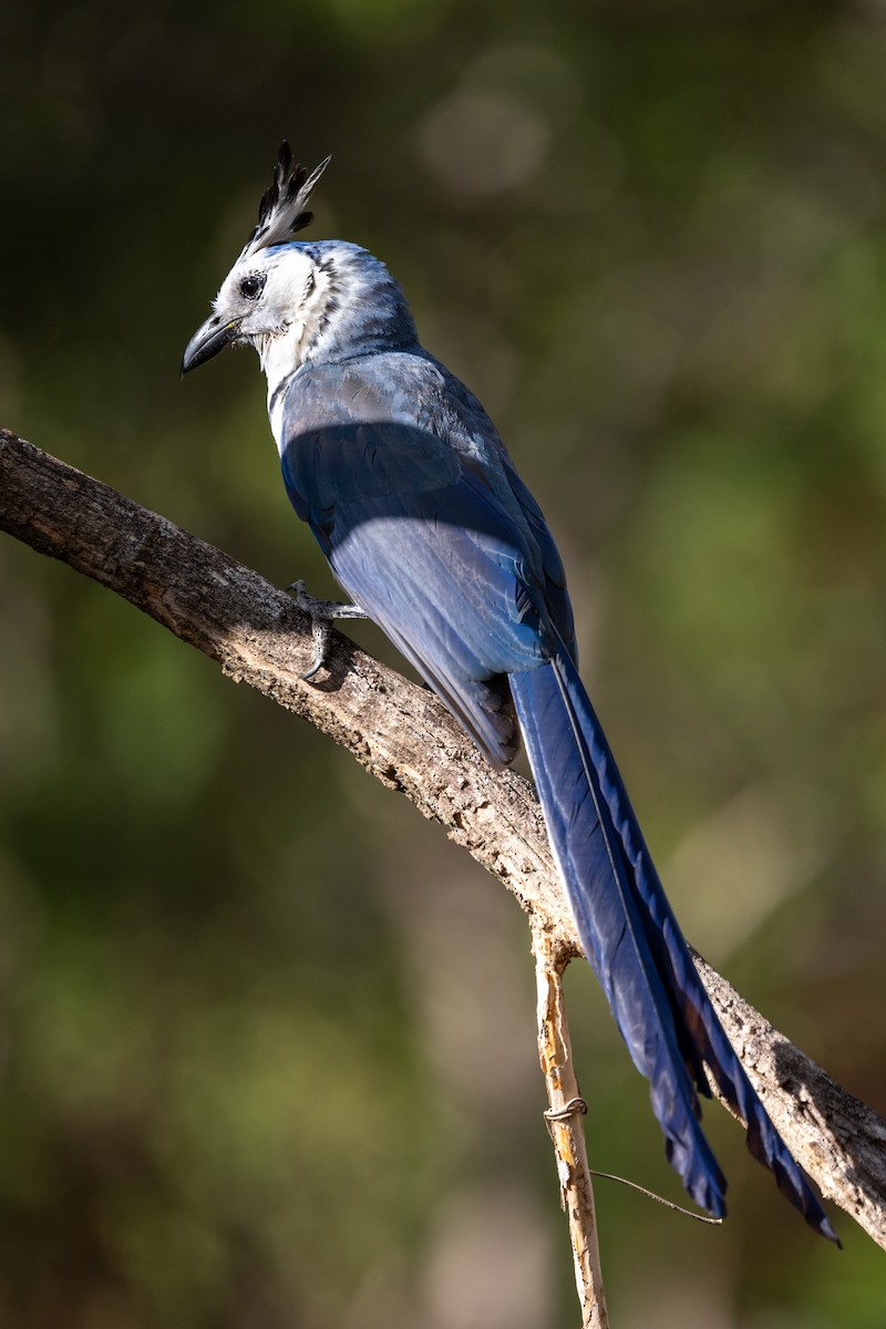 White-throated Magpie-Jay - ML620850020