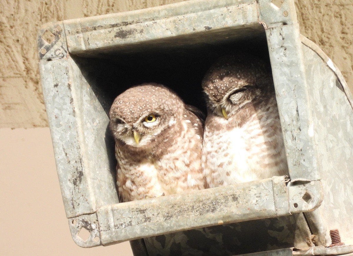 Spotted Owlet - ML620850024