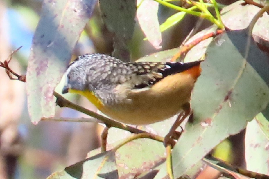Spotted Pardalote - ML620850036