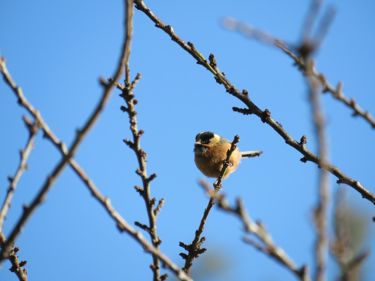 Black-browed Tit (Rufous-fronted) - ML620850055