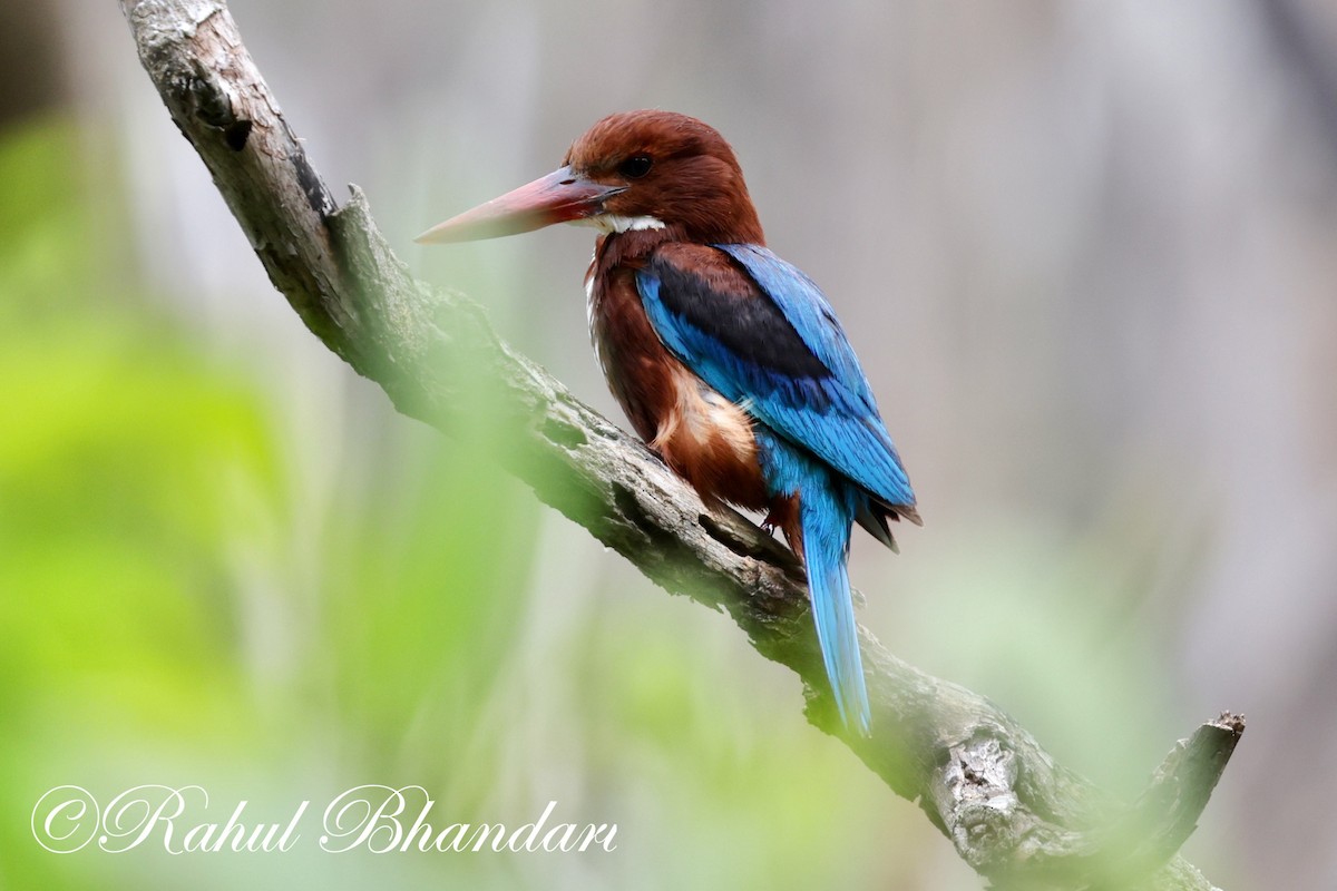 White-throated Kingfisher - Rahul Bhandari