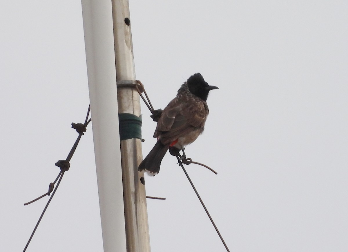 Red-vented Bulbul - ML620850077