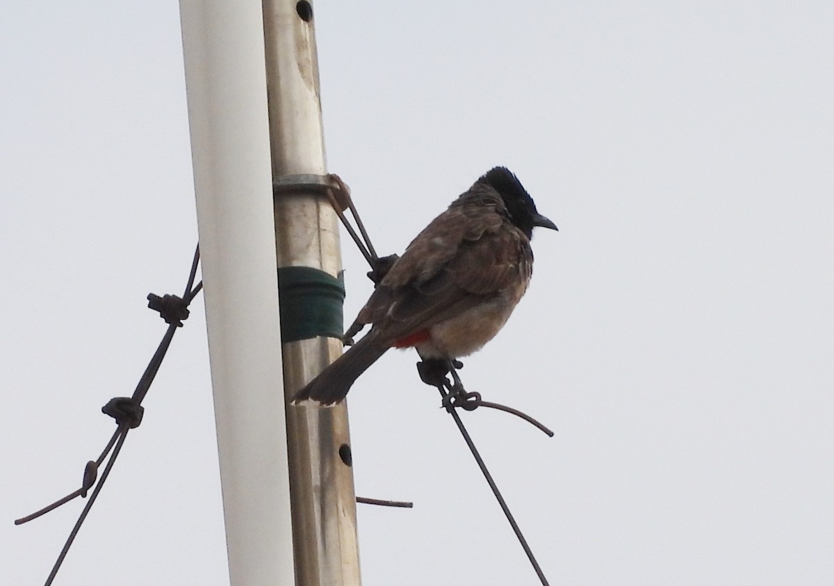 Red-vented Bulbul - ML620850078