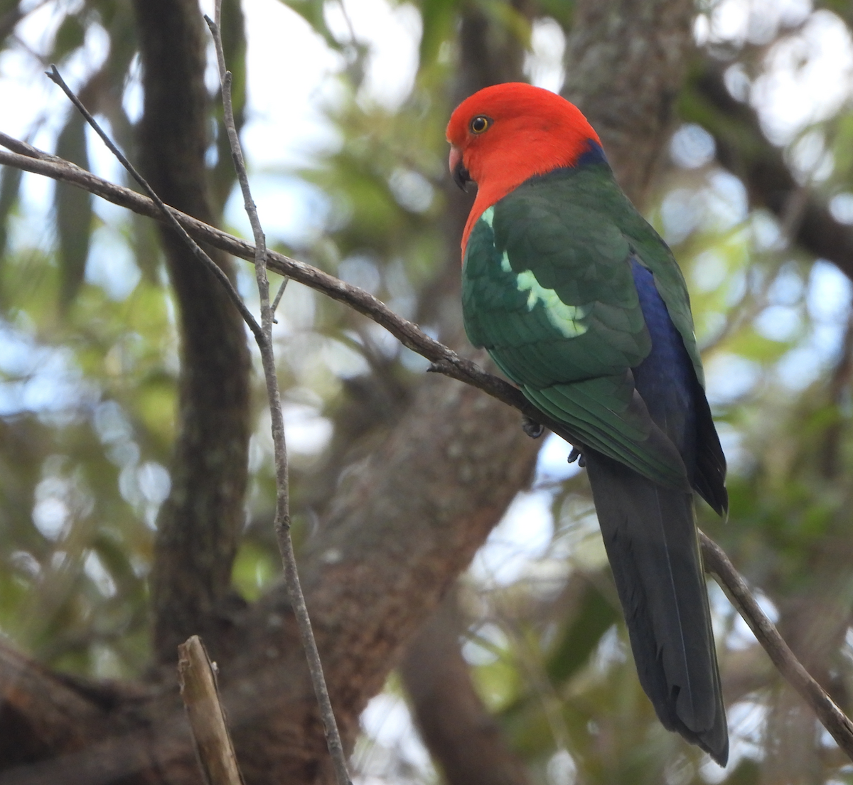 Australian King-Parrot - ML620850099