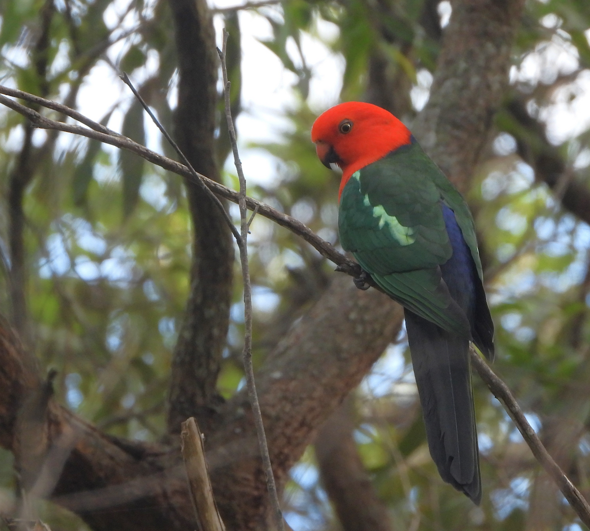 Avustralya Kral Papağanı - ML620850101