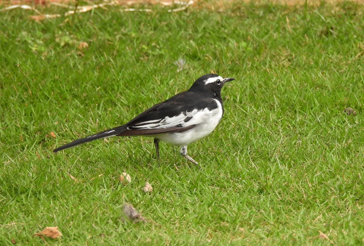 White-browed Wagtail - ML620850102
