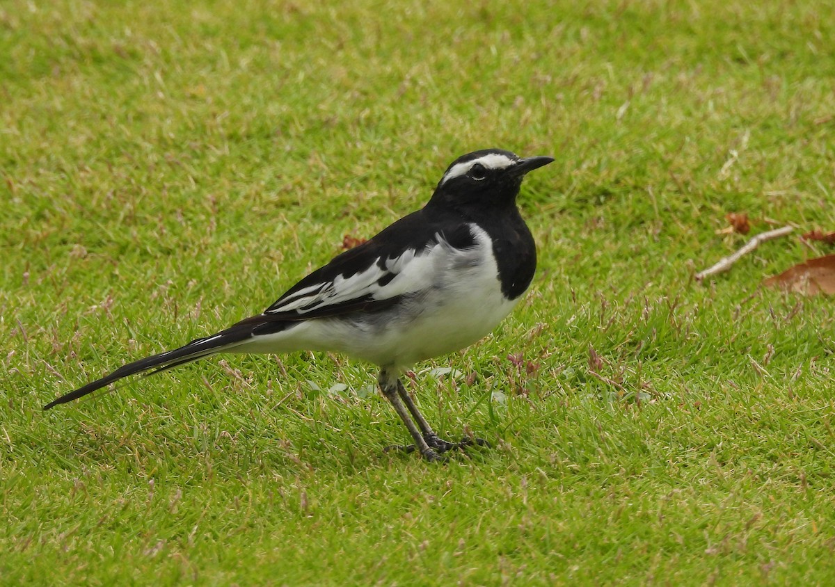 White-browed Wagtail - ML620850103