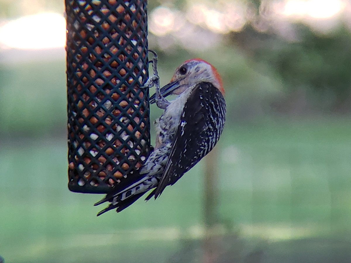 Red-bellied Woodpecker - ML620850106