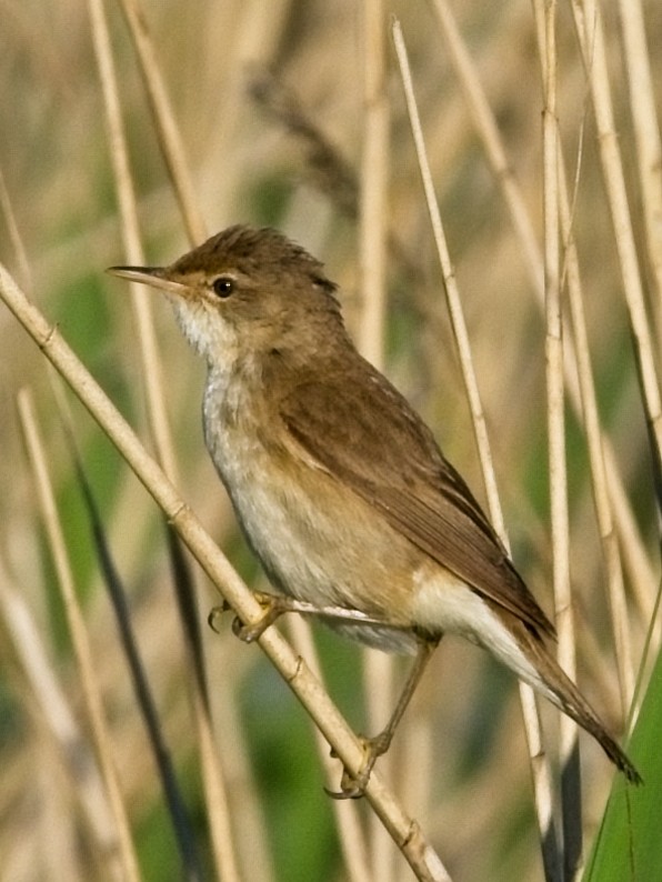 Common Reed Warbler - ML620850153