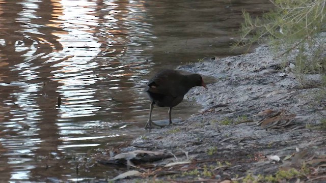 Dusky Moorhen - ML620850161