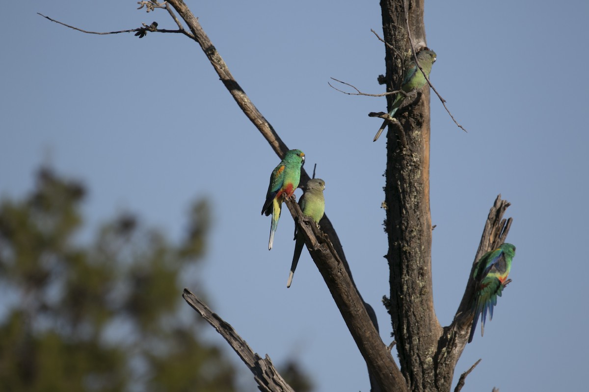 Разноцветный попугайчик - ML620850216