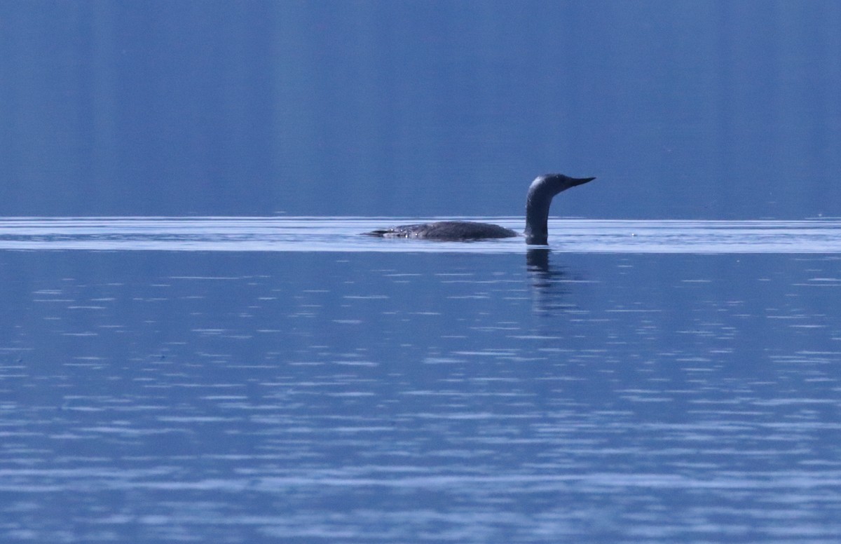Red-throated Loon - ML620850220