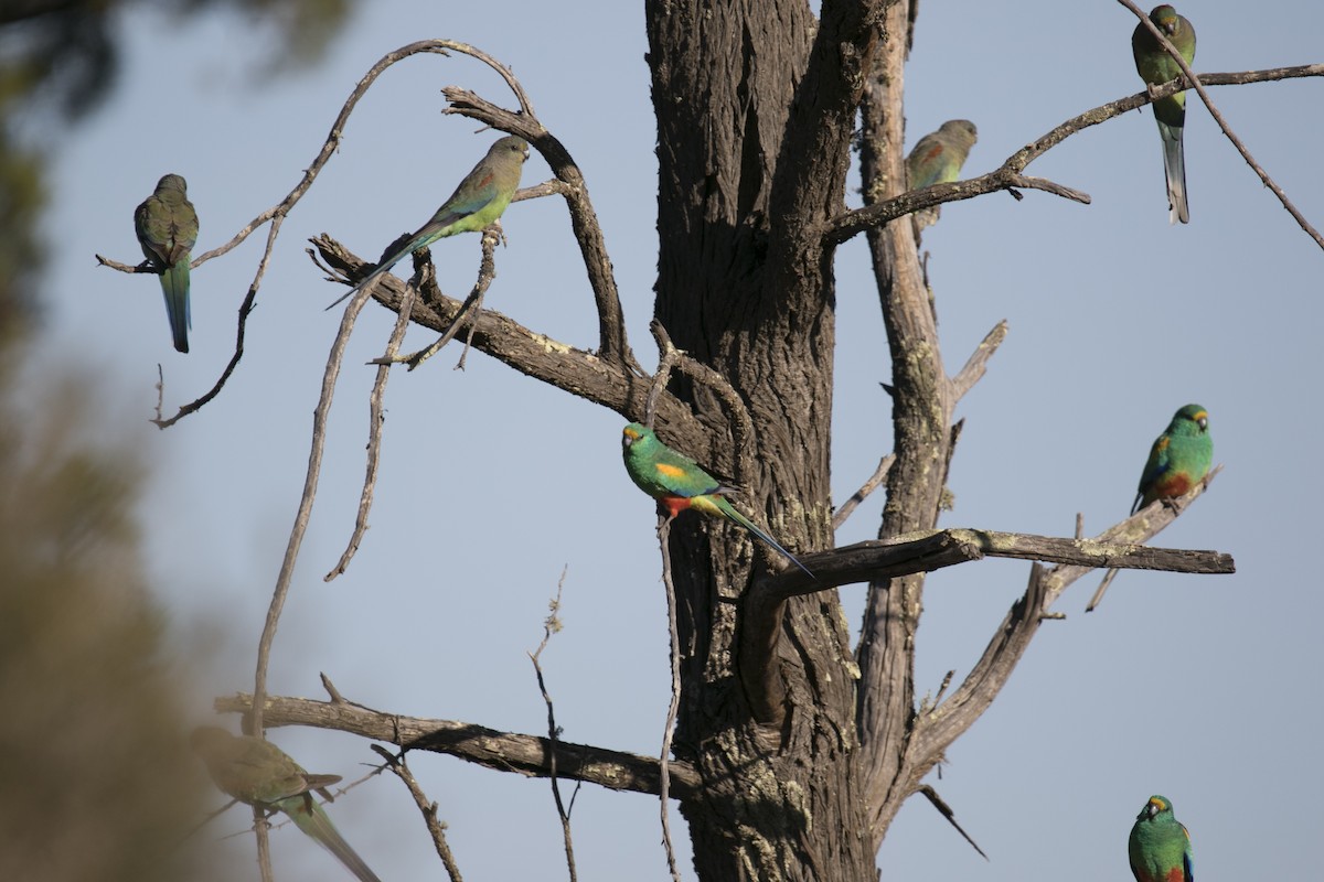 Разноцветный попугайчик - ML620850234