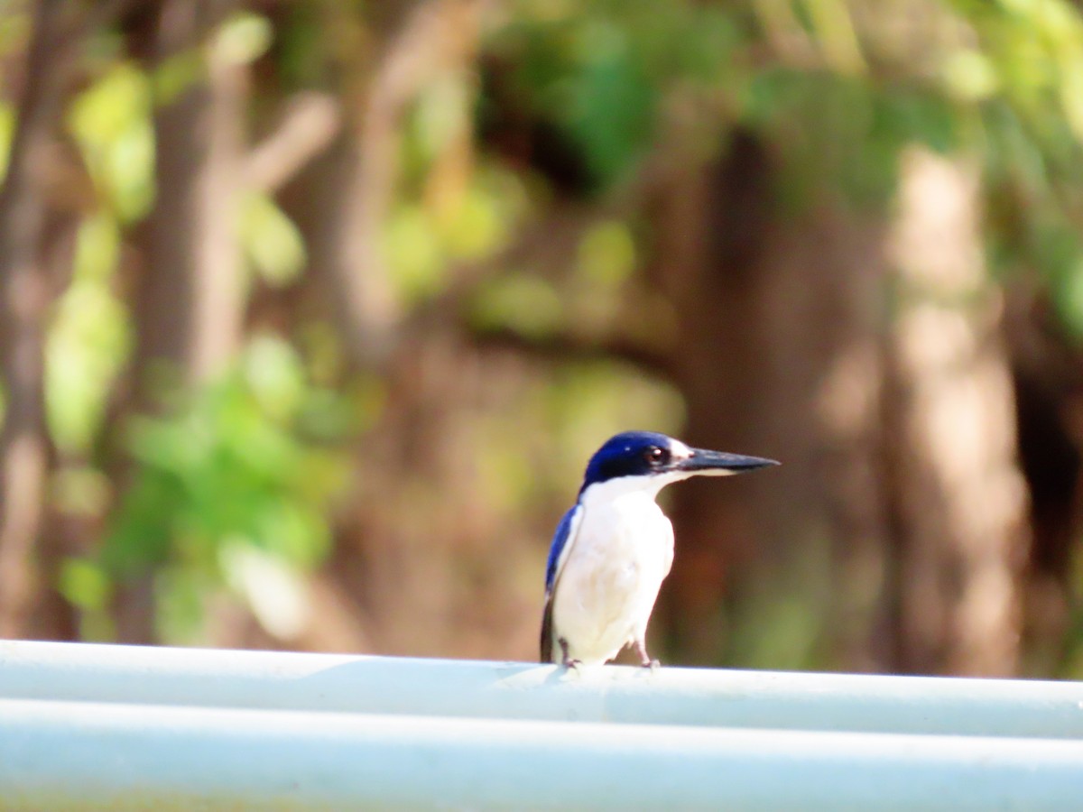 Forest Kingfisher - ML620850236