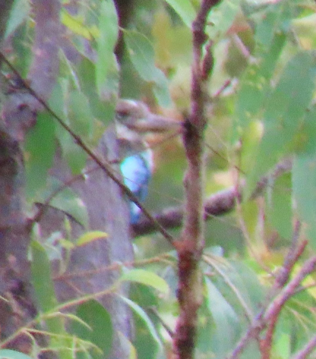 Blue-winged Kookaburra - ML620850256
