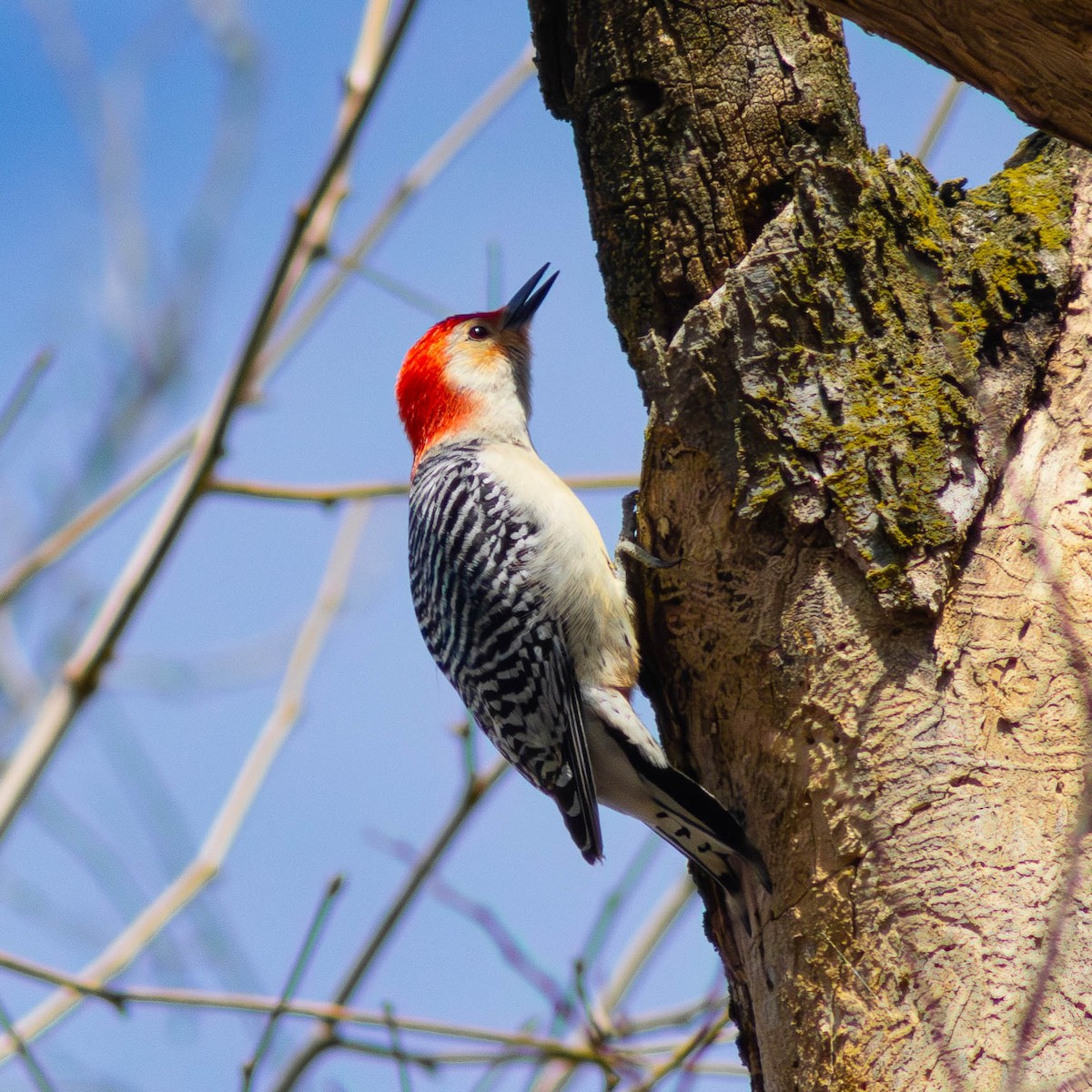 Red-bellied Woodpecker - ML620850260