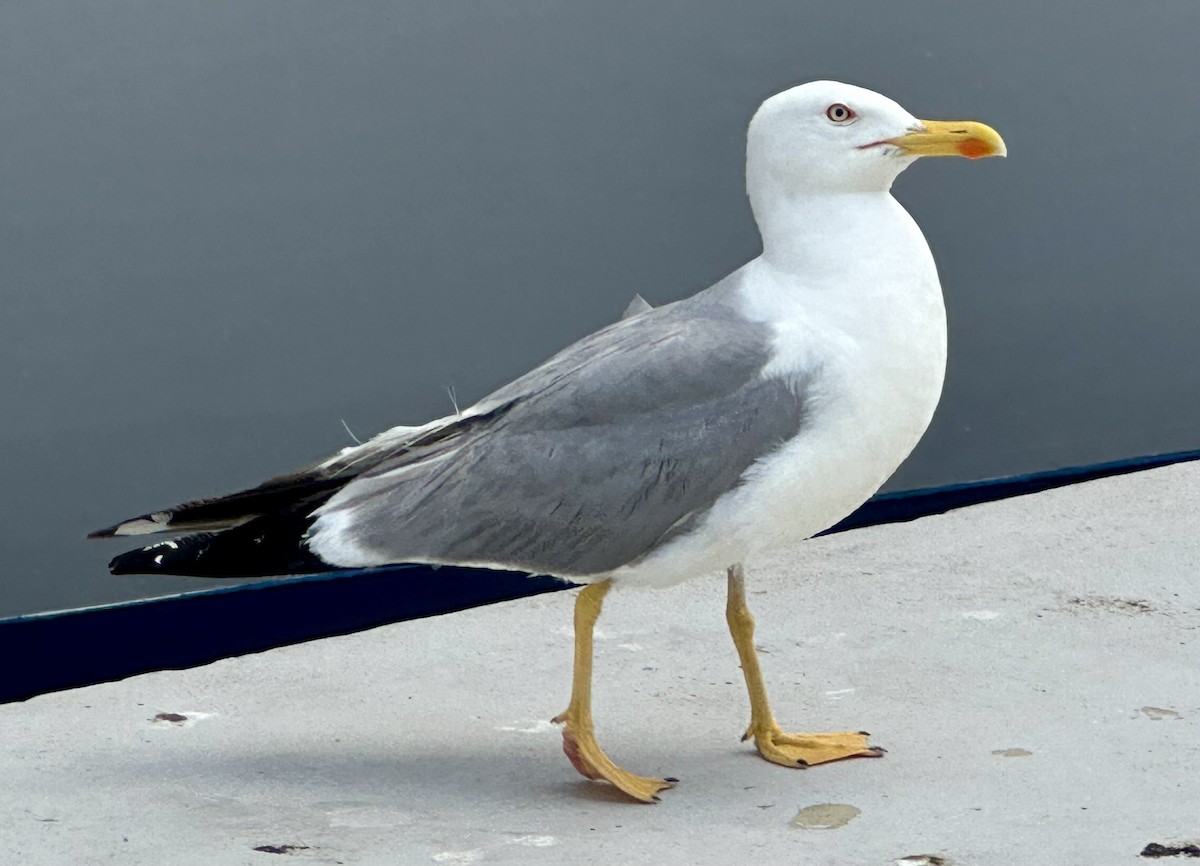 Yellow-legged Gull - ML620850282