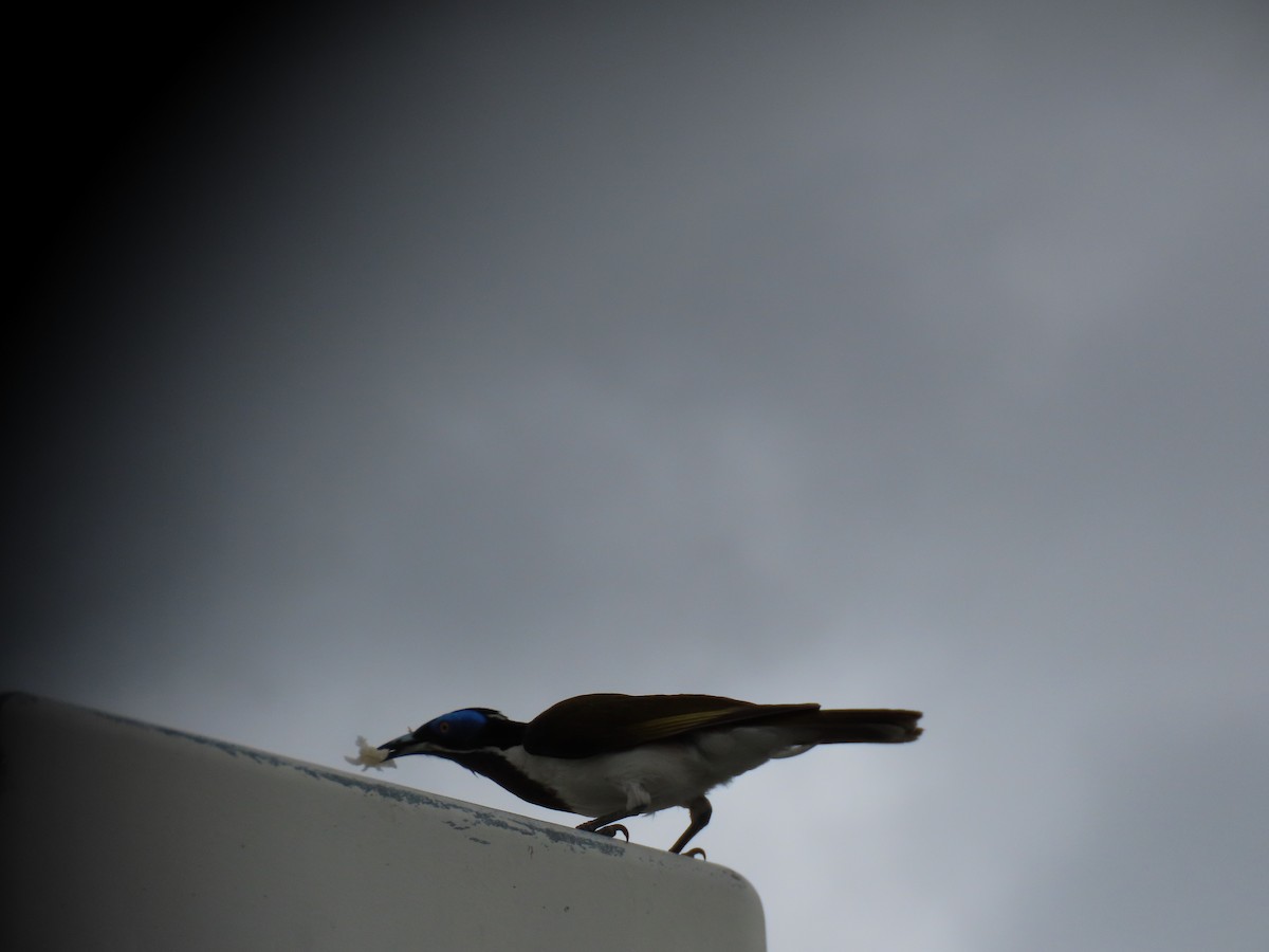 Mavi Yüzlü Balkuşu (albipennis) - ML620850293