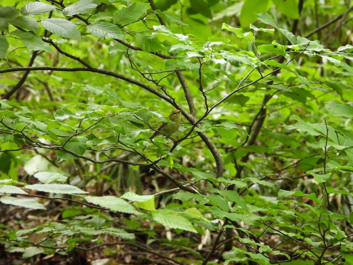 Mosquitero del Cáucaso - ML620850315