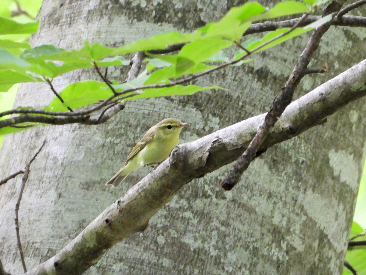 Mosquitero del Cáucaso - ML620850320