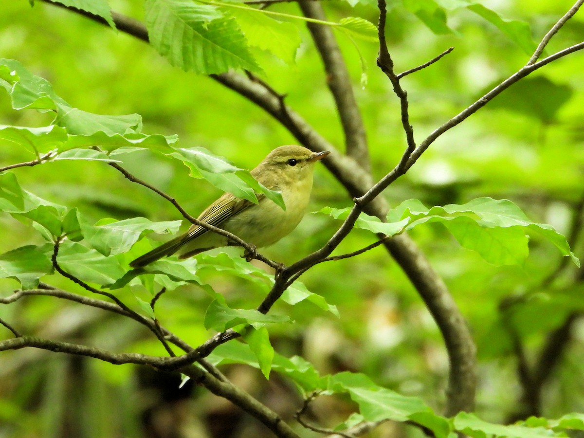 Green Warbler - ML620850325