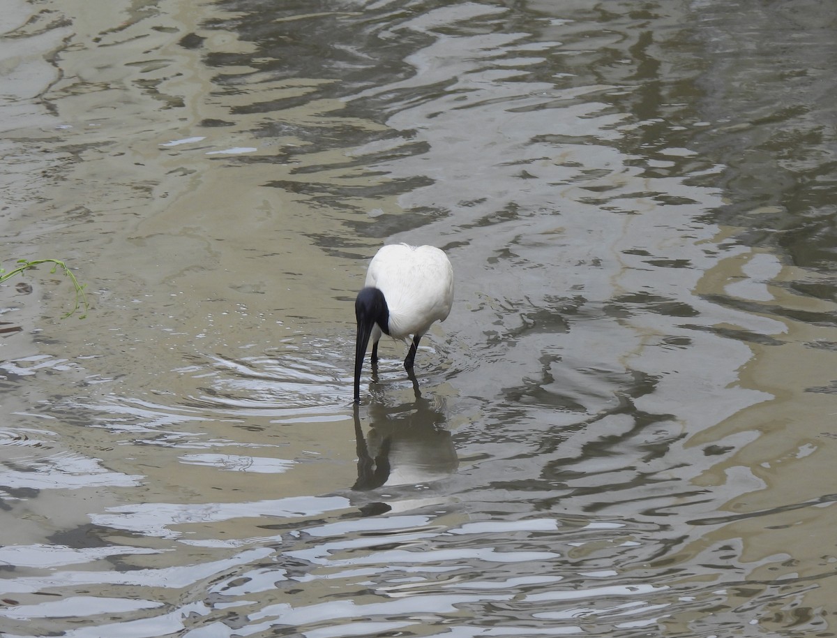 Black-headed Ibis - ML620850335