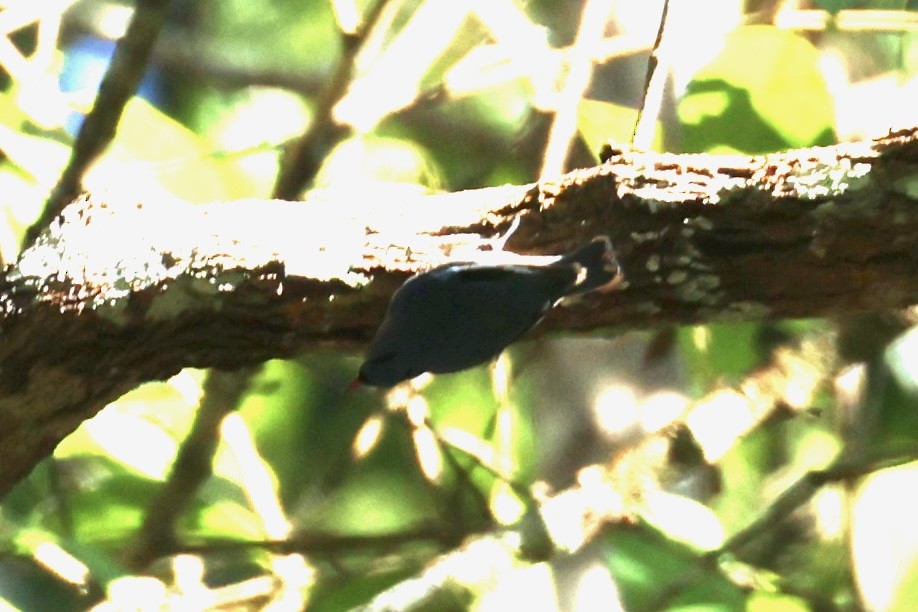 Velvet-fronted Nuthatch - ML620850343