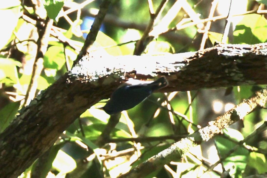 Velvet-fronted Nuthatch - ML620850344