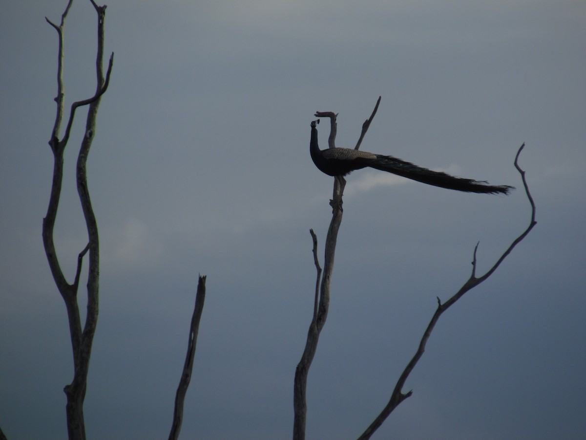 Indian Peafowl - ML620850349