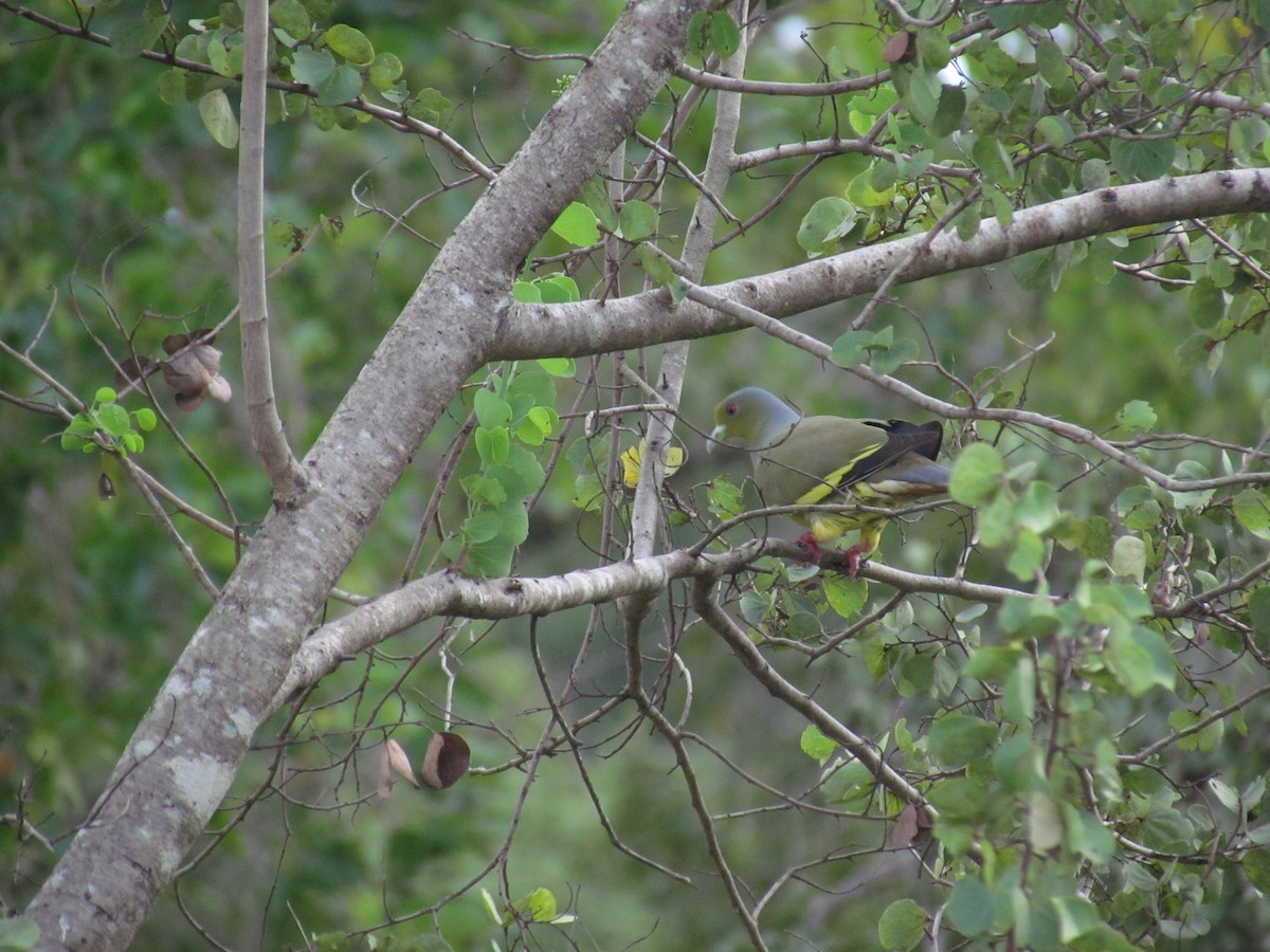 Orange-breasted Green-Pigeon - ML620850354