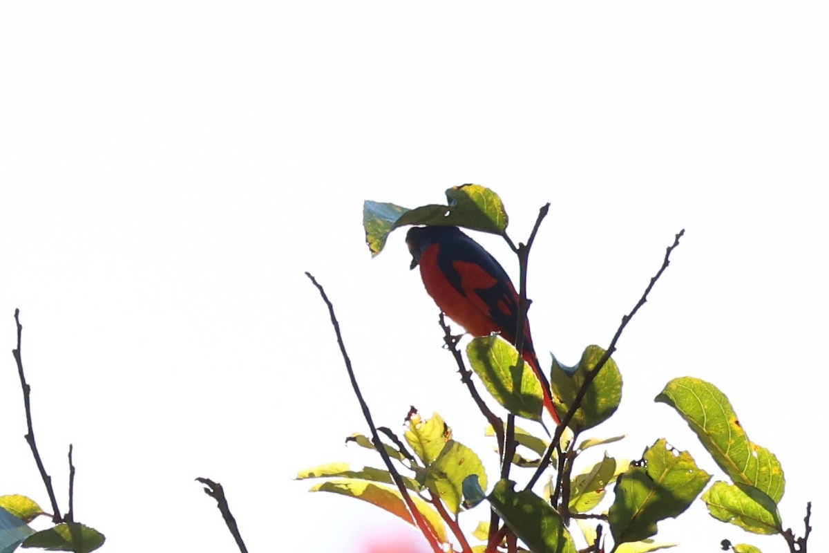 赤紅山椒鳥 - ML620850370