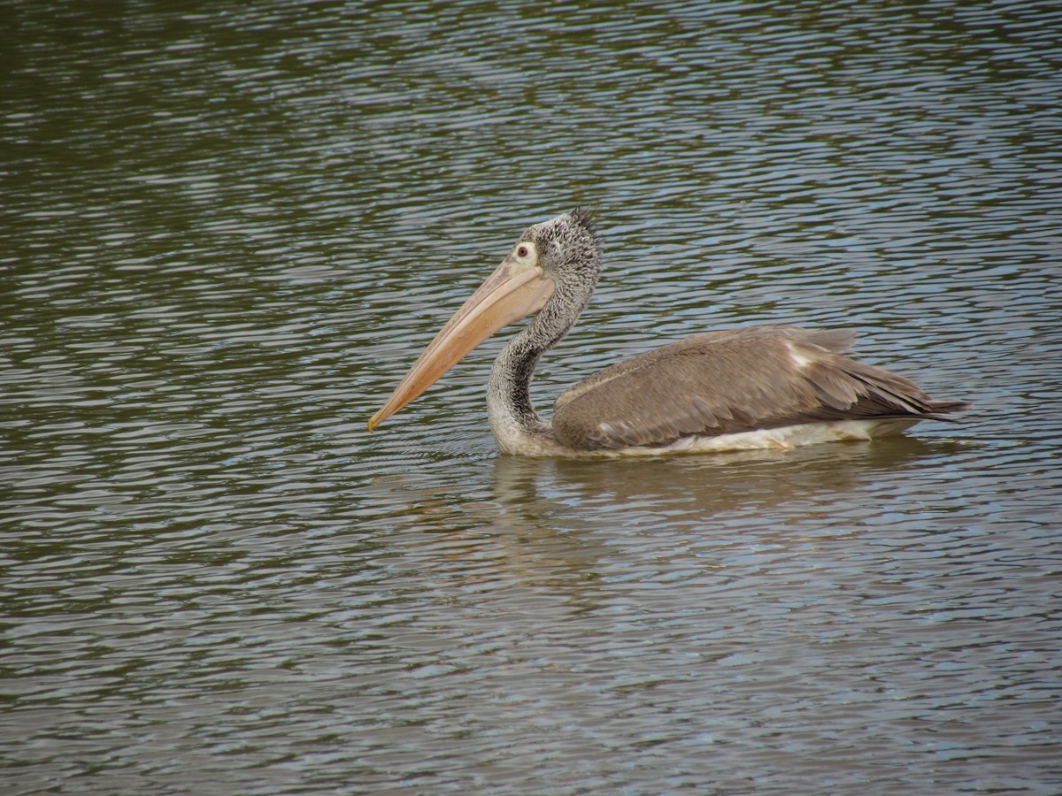 Spot-billed Pelican - ML620850372