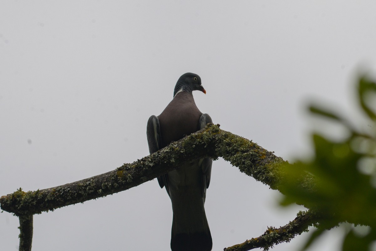 Common Wood-Pigeon - ML620850374